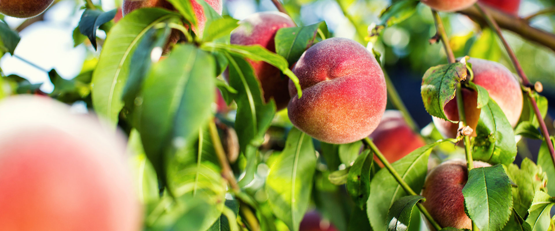 Georgia Peaches